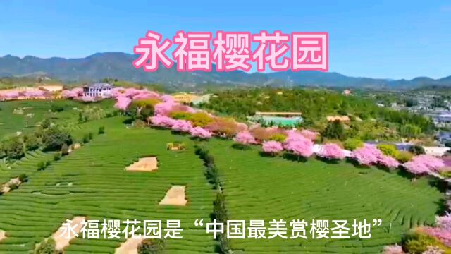 “中国最美赏樱胜地”永福樱花园