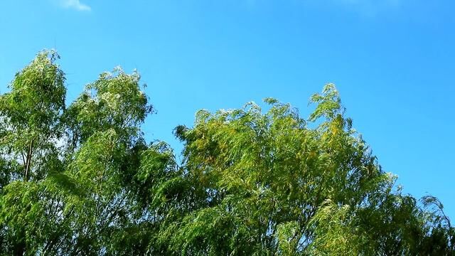 纯音乐Trees in the Breeze(微风中的树)Mehdi