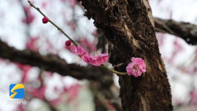 枣庄东湖花开无限美,踏青赏景正当时