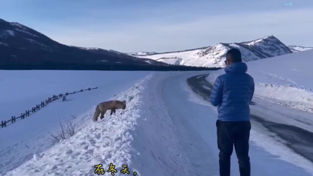 现代诗歌《梅花》一分享