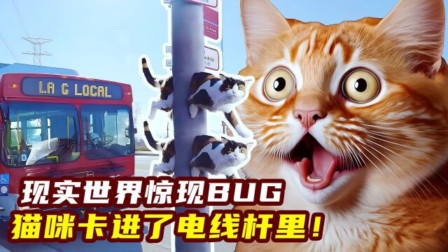 现实世界惊现BUG!猫咪卡进电线杆里,竟是因为网络太差