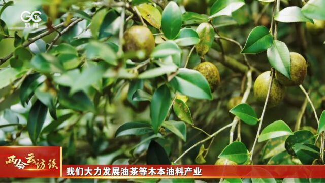 王海霞代表:发展经果林和油茶产业 助力乡村振兴