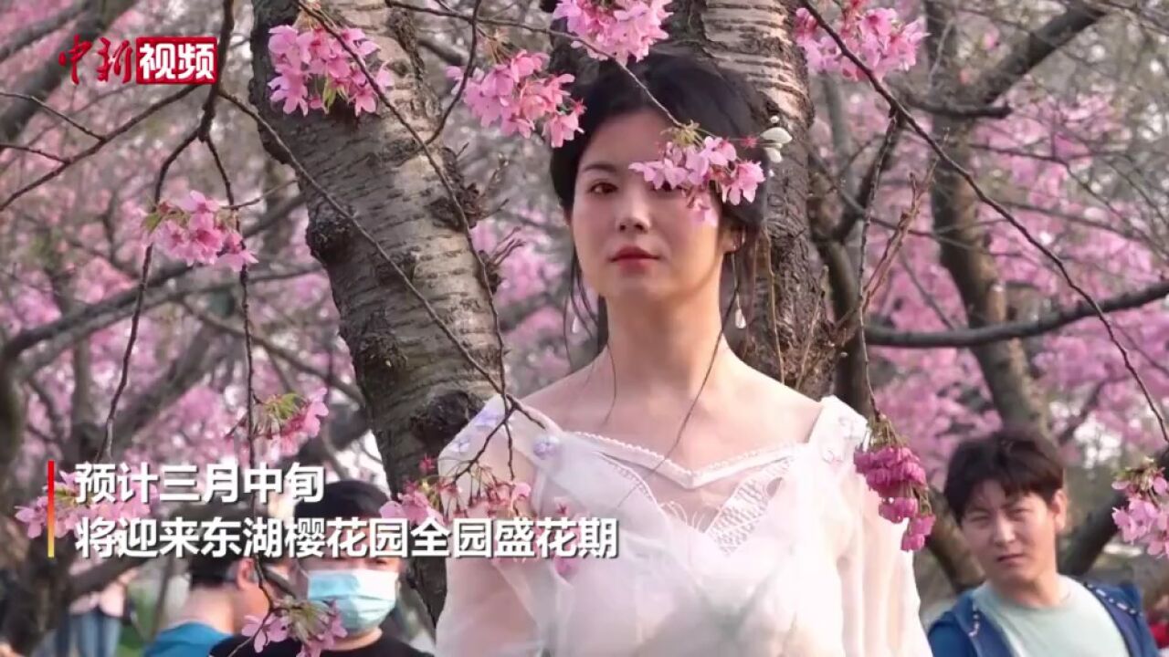 武汉:早樱迎春怒放游人共赴“樱花之约”