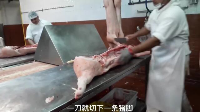 流水线作业分解猪肉,40秒一头猪,真是开眼界了