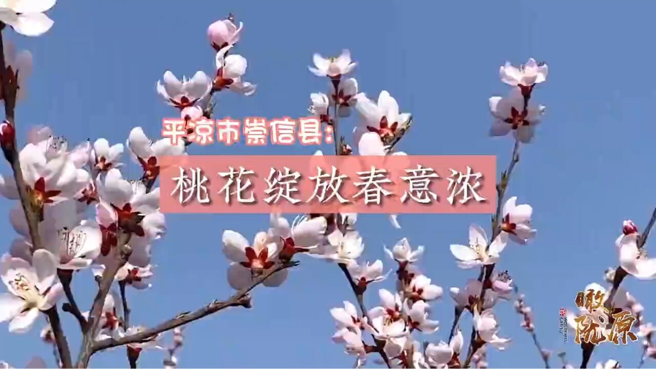 瞰陇原|崇信:桃花绽放春意浓