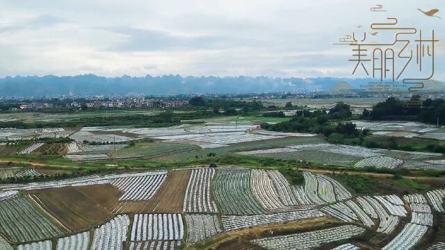 云南之旅:途径广西百色田园风光