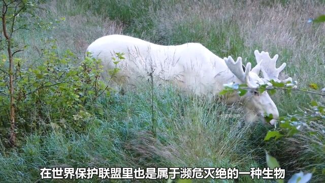 国外小哥在探险时,意外拍到这神奇一幕,全身雪白的驼鹿你见过嘛驼鹿动物万物皆有灵性