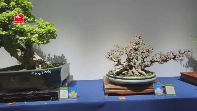 “2023年国际盆景大会年度主展览”金奖作品欣赏