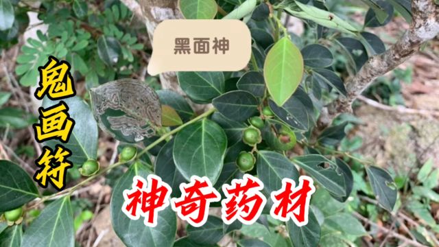 黑面神也叫“鬼画符”,你知道它的用途吗?