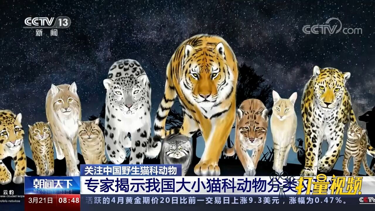 现有野生猫科动物12种!专家揭示我国大小猫科动物分类及现状