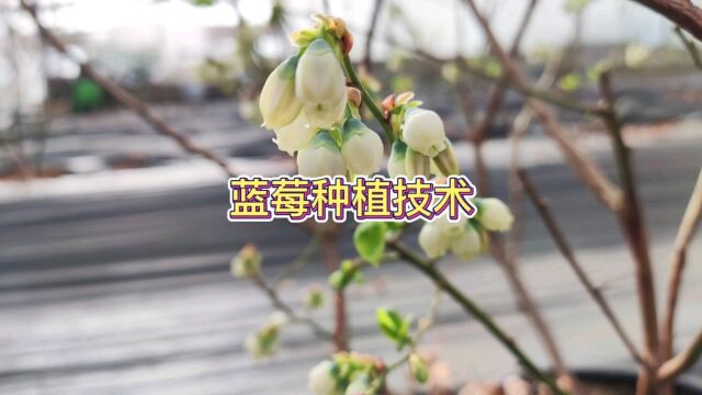 北方蓝莓种植技术