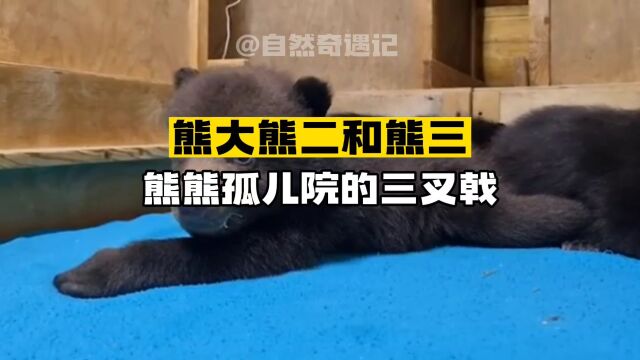 熊大熊二和熊三 熊熊孤儿院的三叉戟