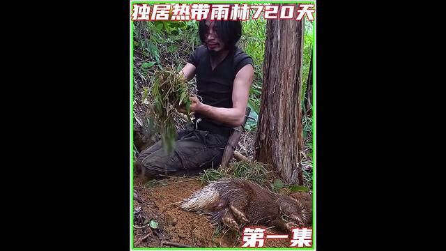 第一集丨荒野求生,棕榈树上设陷阱,捕获两只鸟并享受美味的野外烧烤#野外生存 #荒野求生 #原始技术 #荒野独居 #荒野美食