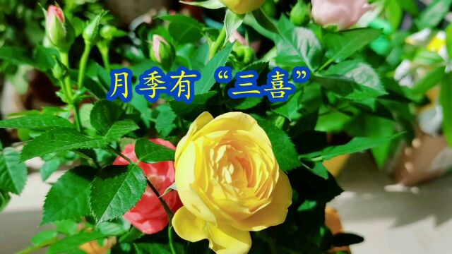 月季有“三喜”,掌握好了花苞满枝头