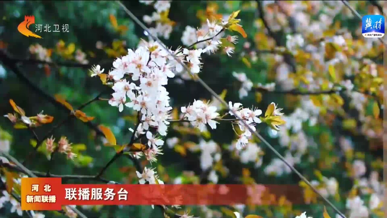 联播服务台——草长莺飞迎春分