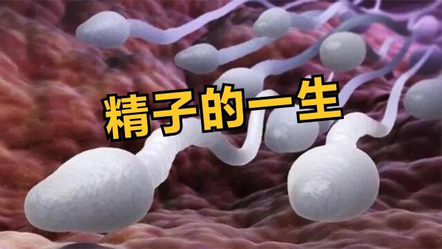 精子的一生!