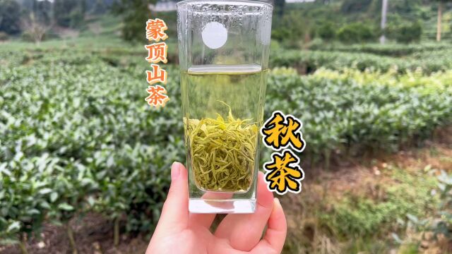 想喝浓香又耐泡的绿茶,就选择蒙顶山的秋茶,好喝不贵的口粮茶