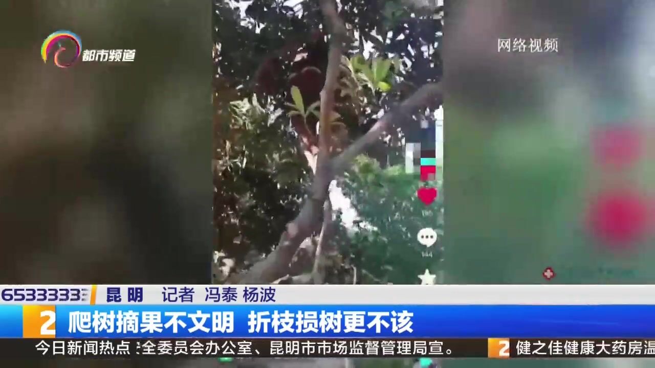 爬树摘果不文明 折枝损树更不该