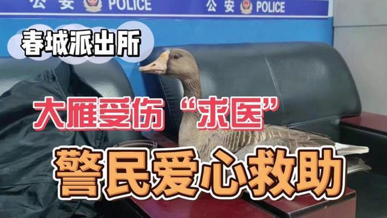 大雁受伤“求医”,警民爱心救助