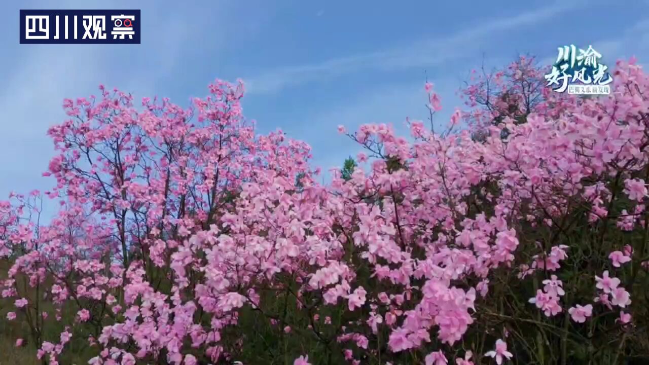 川渝好风光丨春访戴天山 辛夷花开成海