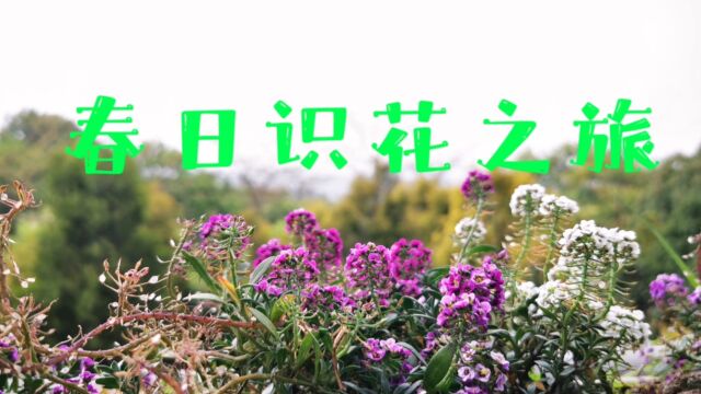 春天百花齐放,快去植物园看看认识多少种花吧