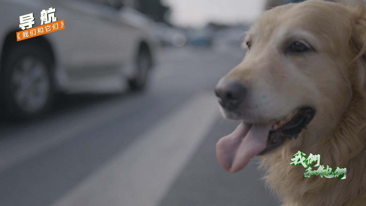 导盲犬能保障人的安全吗?贝贝安全护送视障主人十年,是怎么办到的