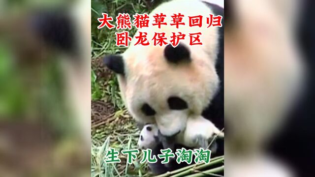 大熊猫草草回归卧龙保护区