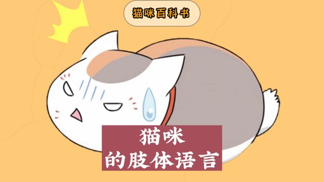 关于猫咪的肢体语言,你知道多少?