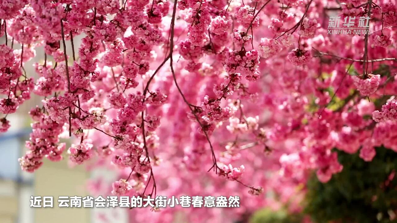 云南会泽:百花齐放好春色