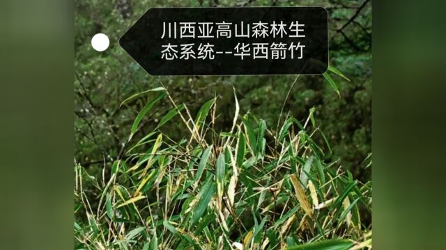 川西亚高山森林生态系统华西箭竹