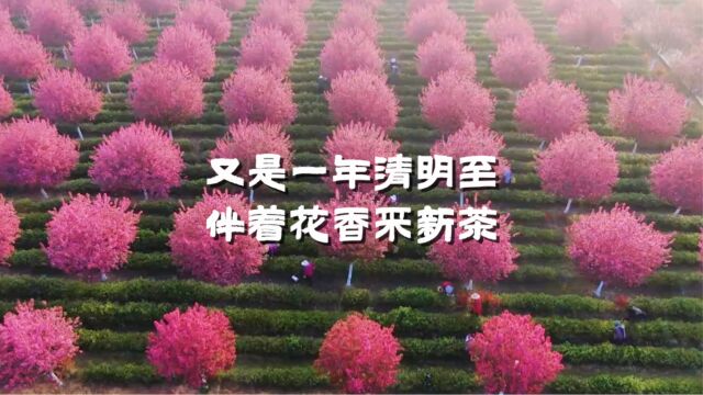 江苏明前春茶采摘图