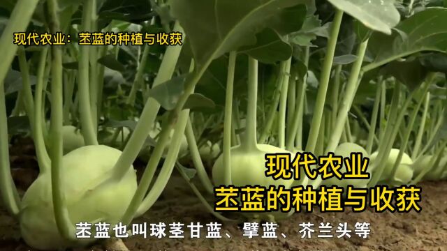 苤蓝怎么种植?现代农业:苤蓝的种植与收获