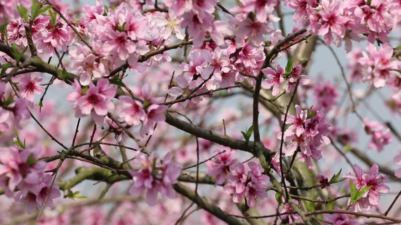 汉寿:3000亩桃花争相盛开 扮靓乡村致富路