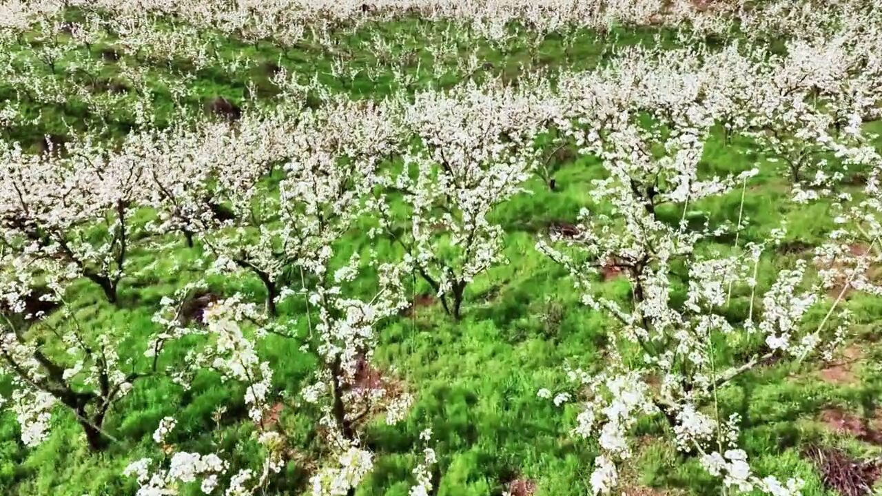 安徽省芜湖市,芜湖赏梨花好去处