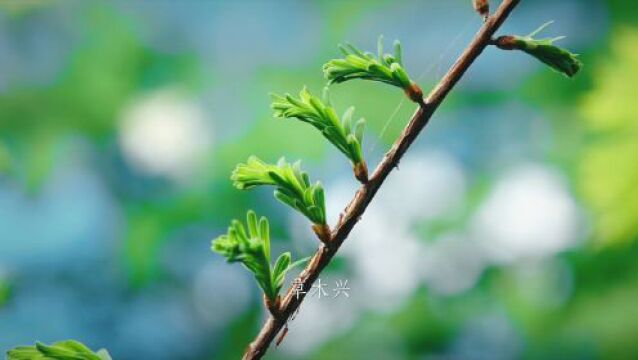 视频 丨 贵州茅台酒二十四节气春系列之清明产品上线!