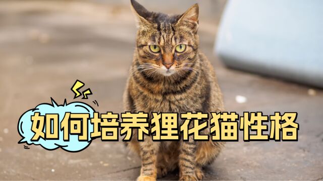 狸花猫性格如何培养好?你学会了吗?