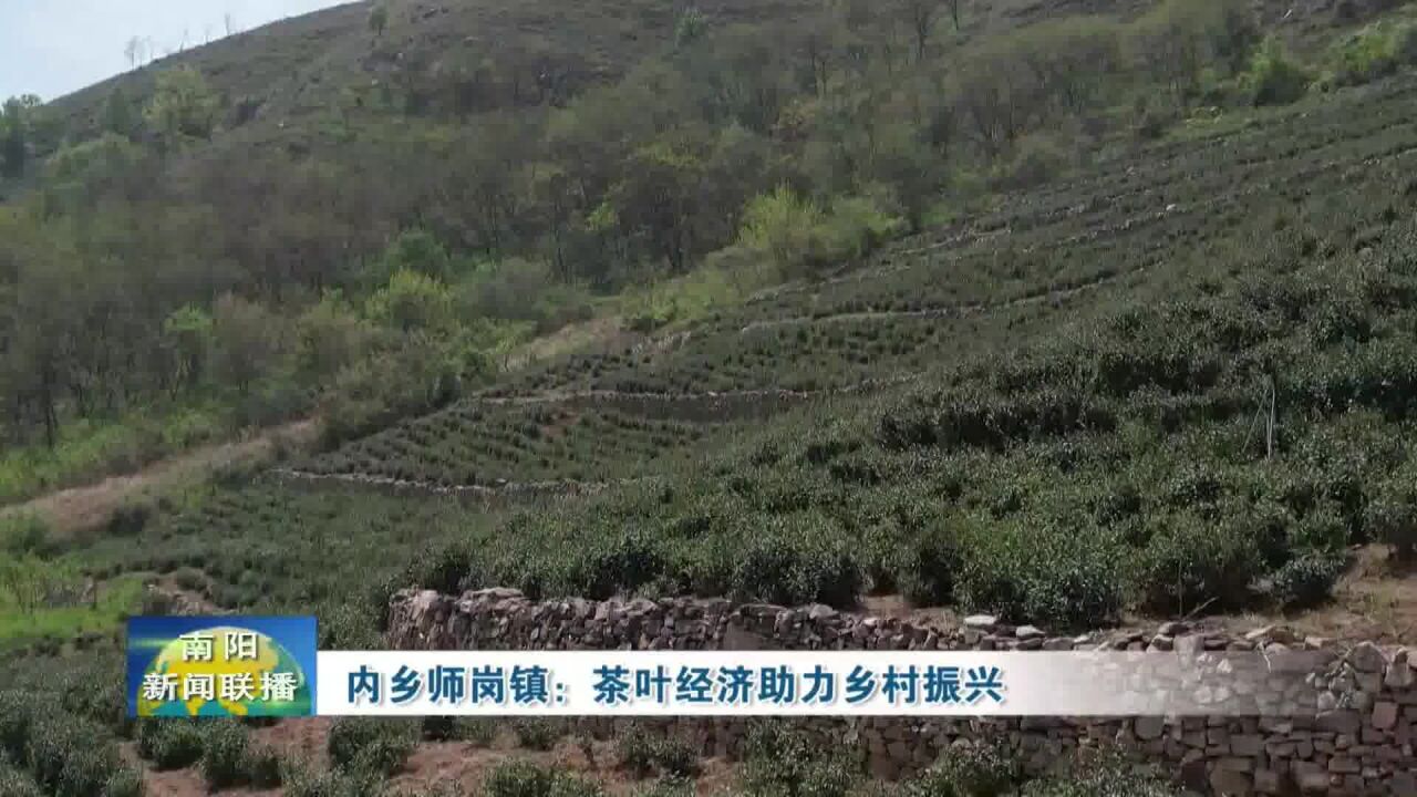 南阳内乡师岗镇:茶叶经济助力乡村振兴