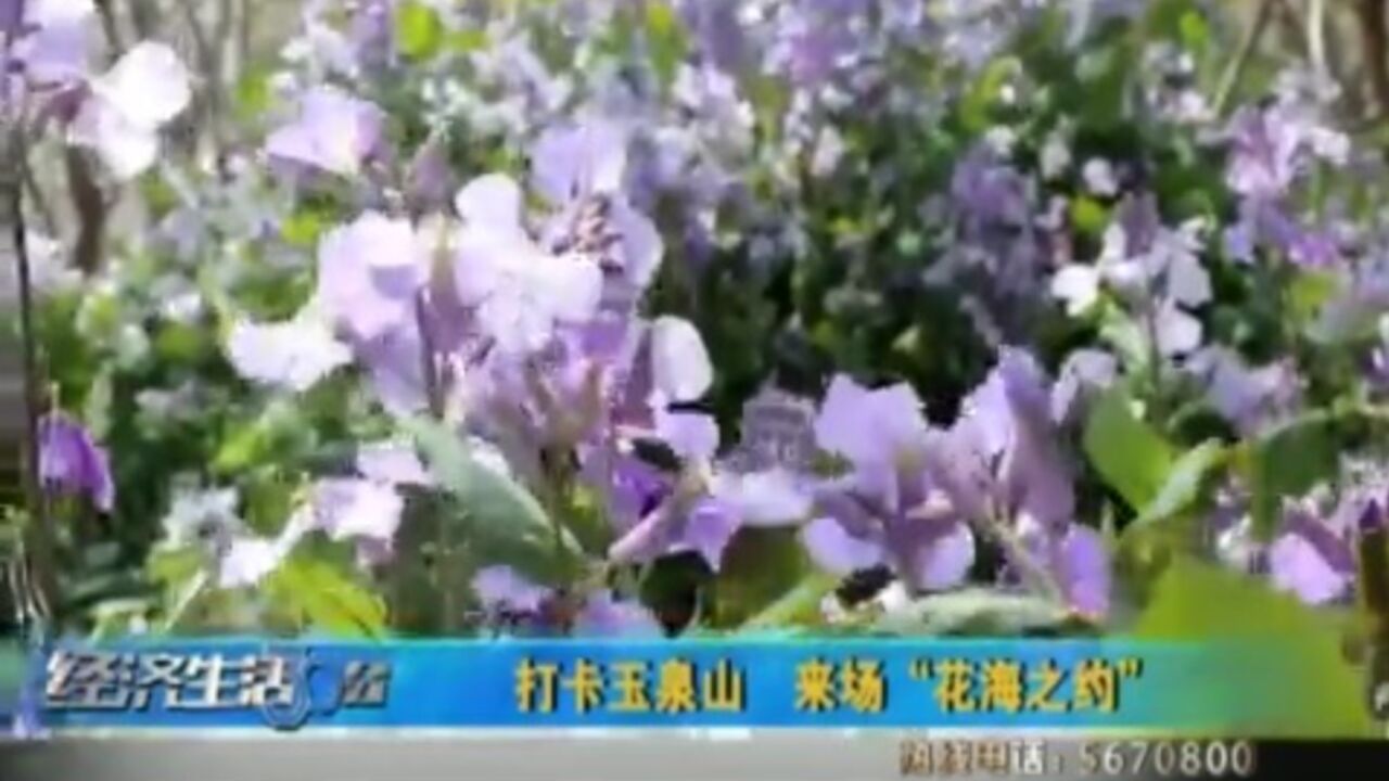 打卡玉泉山!来一场说走就走的“花海之约”