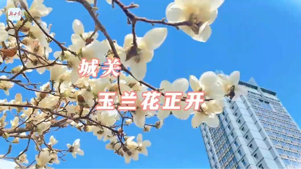 这里是甘肃ⷨ熩⑼城关:玉兰花正开