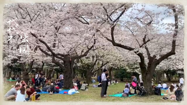 享受一场樱花的盛宴