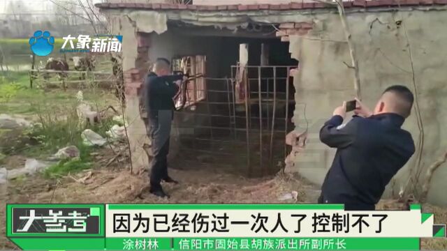 河南信阳:水牛发疯撞伤人,民警机智牵来母牛引它进牛棚