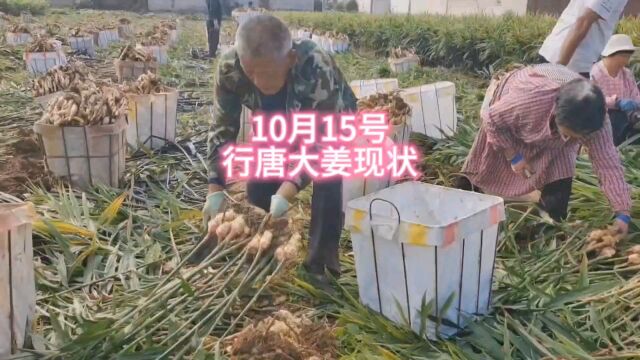 10月15号行唐大姜价格,大姜后期会怎样?