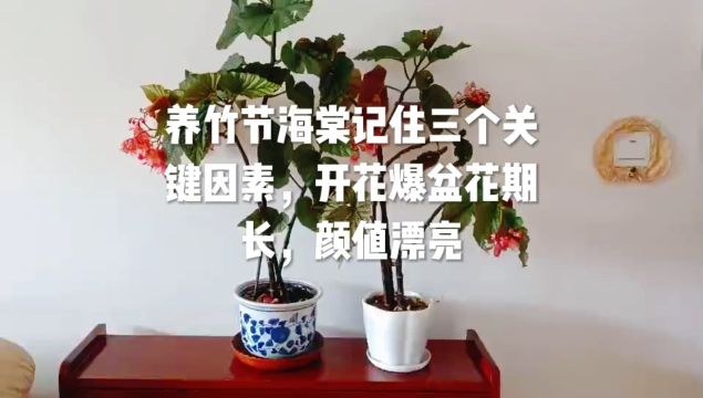 养竹节海棠记住三个关键因素,开花爆盆花期长,颜值漂亮