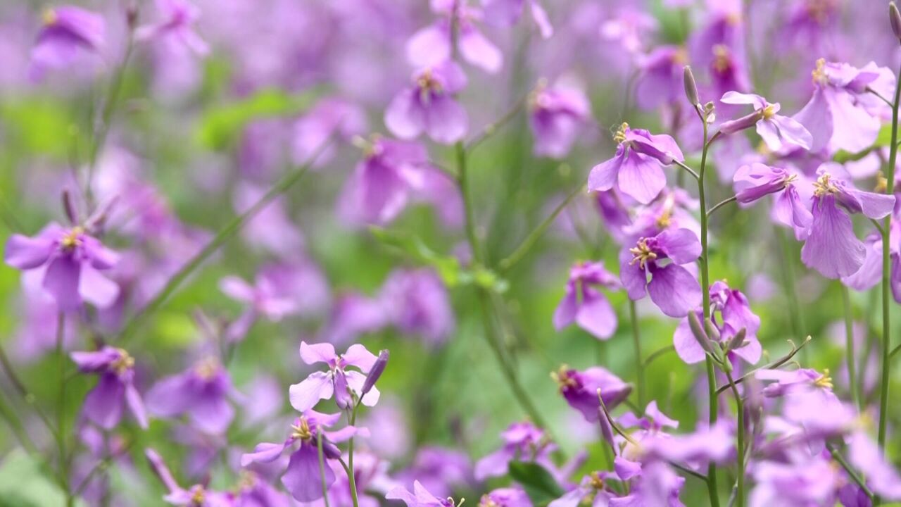 诗画山东丨德州:二月兰盛放 点缀一抹紫色在春天的调色盘