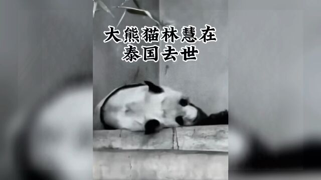 大熊猫林慧在泰国去世