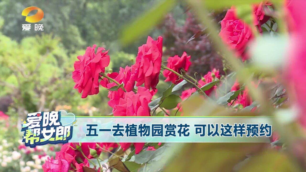 五一去植物园赏花 可以这样预约