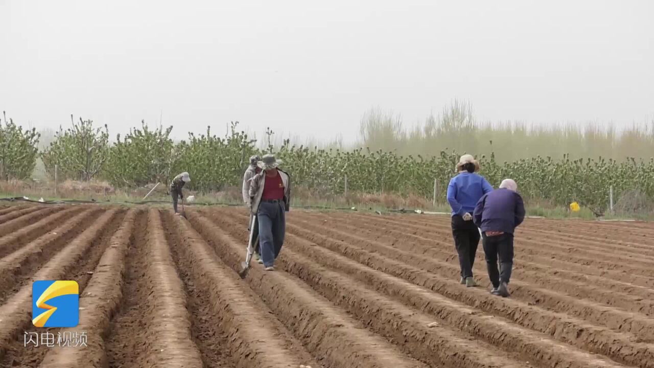 选好地块防病害!昌乐县农技专家跟踪服务 护航大姜科学种植