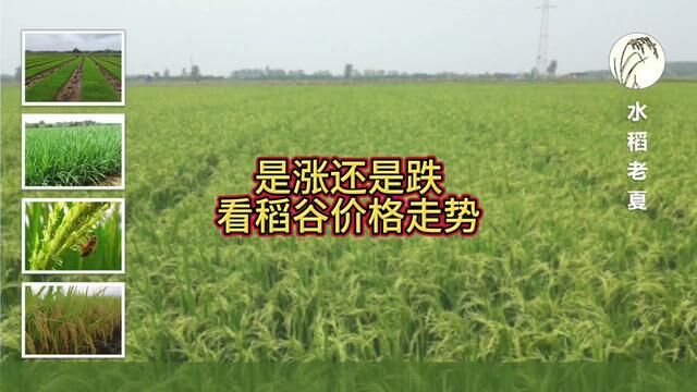 稻谷价格走势#服务三农支持三农 #粮食价格 #水稻老夏