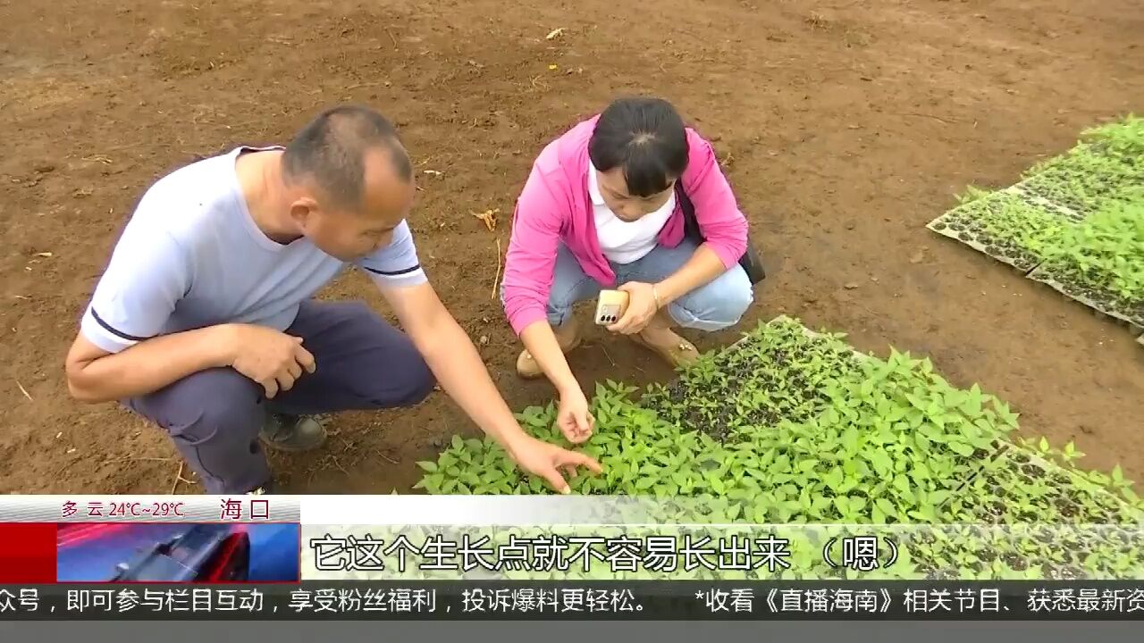 暴雨影响冬季瓜菜生长 专家走进田间指导种植