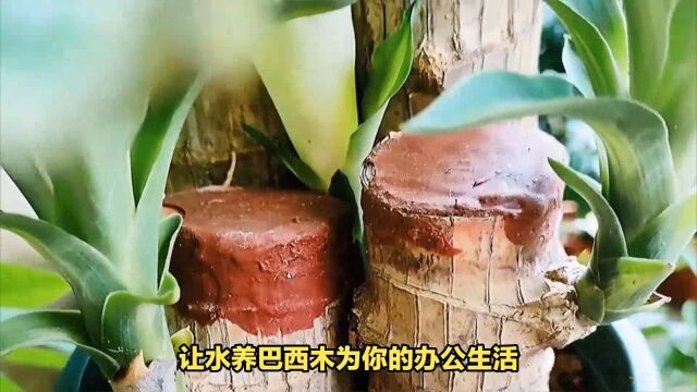 水养巴西木:繁忙办公室的绿色伴侣!